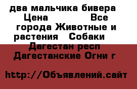 два мальчика бивера › Цена ­ 19 000 - Все города Животные и растения » Собаки   . Дагестан респ.,Дагестанские Огни г.